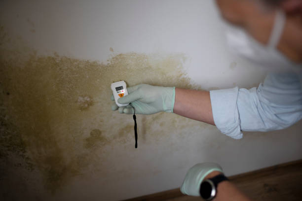 Best Fast Mold Removal  in South Whitley, IN