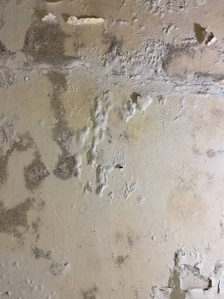 Best Crawl Space Mold Removal  in South Whitley, IN