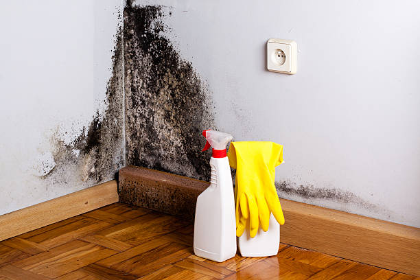 Attic Mold Removal in South Whitley, IN