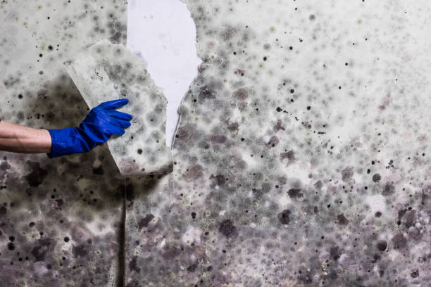 Best Toxic Mold Removal  in South Whitley, IN