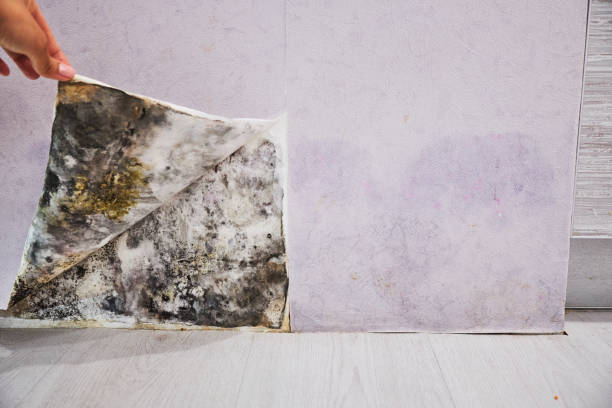 Certified Mold Removal in South Whitley, IN